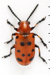 Crioceris duodecimpunctata