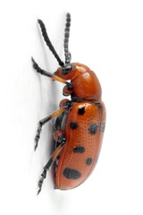 Crioceris duodecimpunctata