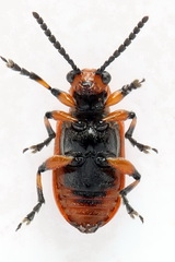 Crioceris duodecimpunctata