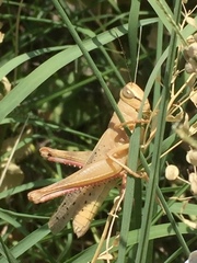 Heteracris pterosticha