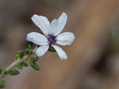 Olearia minor