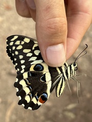 Papilio demodocus