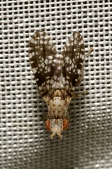 Trypetoptera punctulata