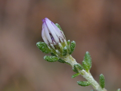 Olearia minor
