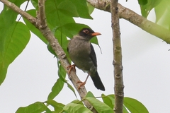 Turdus simillimus