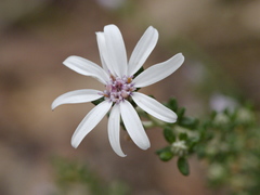 Olearia minor