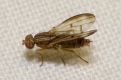 Opomyza germinationis