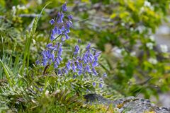 Hyacinthoides non-scripta