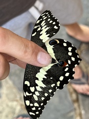 Papilio demodocus