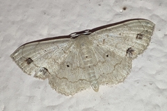 Scopula