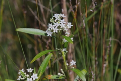 Rhadinothamnus anceps
