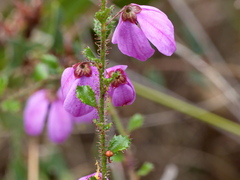Tetratheca labillardierei