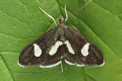 Anania luctualis