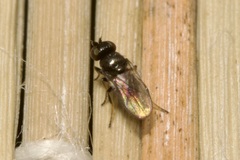 Oscinellinae