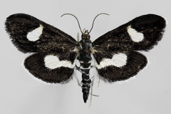 Anania luctualis