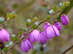 Tetratheca labillardierei