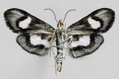 Anania luctualis