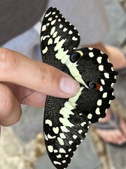 Papilio demodocus