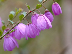 Tetratheca labillardierei