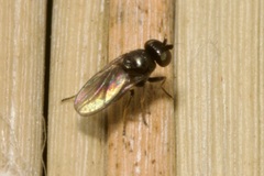 Oscinellinae