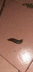 Limacus