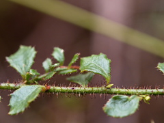 Tetratheca labillardierei