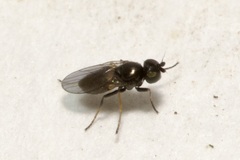 Oscinellinae