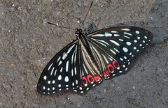 Hestina assimilis