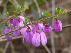 Tetratheca labillardierei