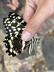 Papilio demodocus