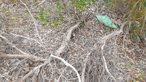 Image of Eucalyptus socialis by (c) Rosalie Lawrence, some rights reserved (CC BY)