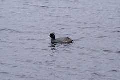 Fulica atra australis
