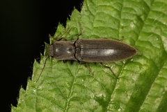 Agriotes pilosellus