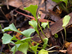 Viola cleistogamoides