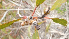 Eucalyptus socialis