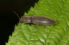 Agriotes pilosellus