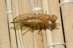 Opomyza florum
