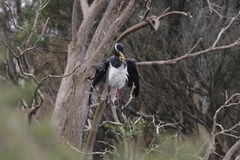 Threskiornis spinicollis