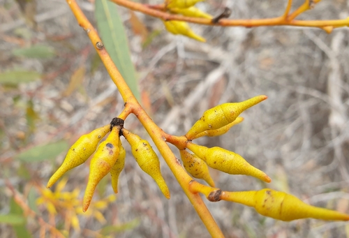 Image of Eucalyptus socialis by (c) Rosalie Lawrence, some rights reserved (CC BY)