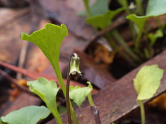 Viola cleistogamoides