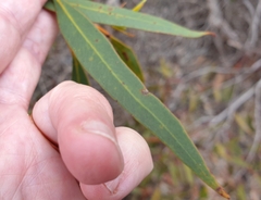 Eucalyptus socialis