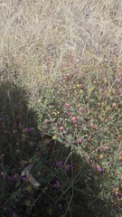 Anthidium