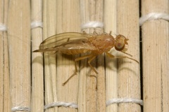 Opomyza florum