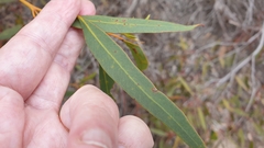 Eucalyptus socialis