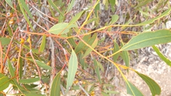 Eucalyptus socialis
