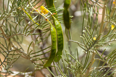 Senna artemisioides