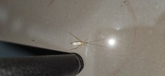Oecanthus