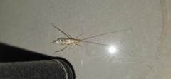 Oecanthus