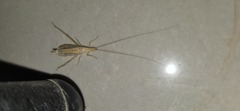 Oecanthus