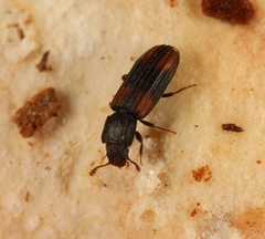 Bitoma crenata